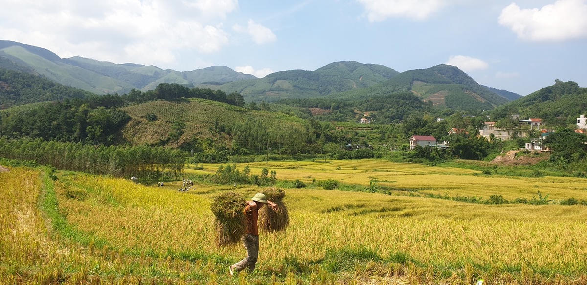 Việc của đàn ông là gánh lúa mang về.