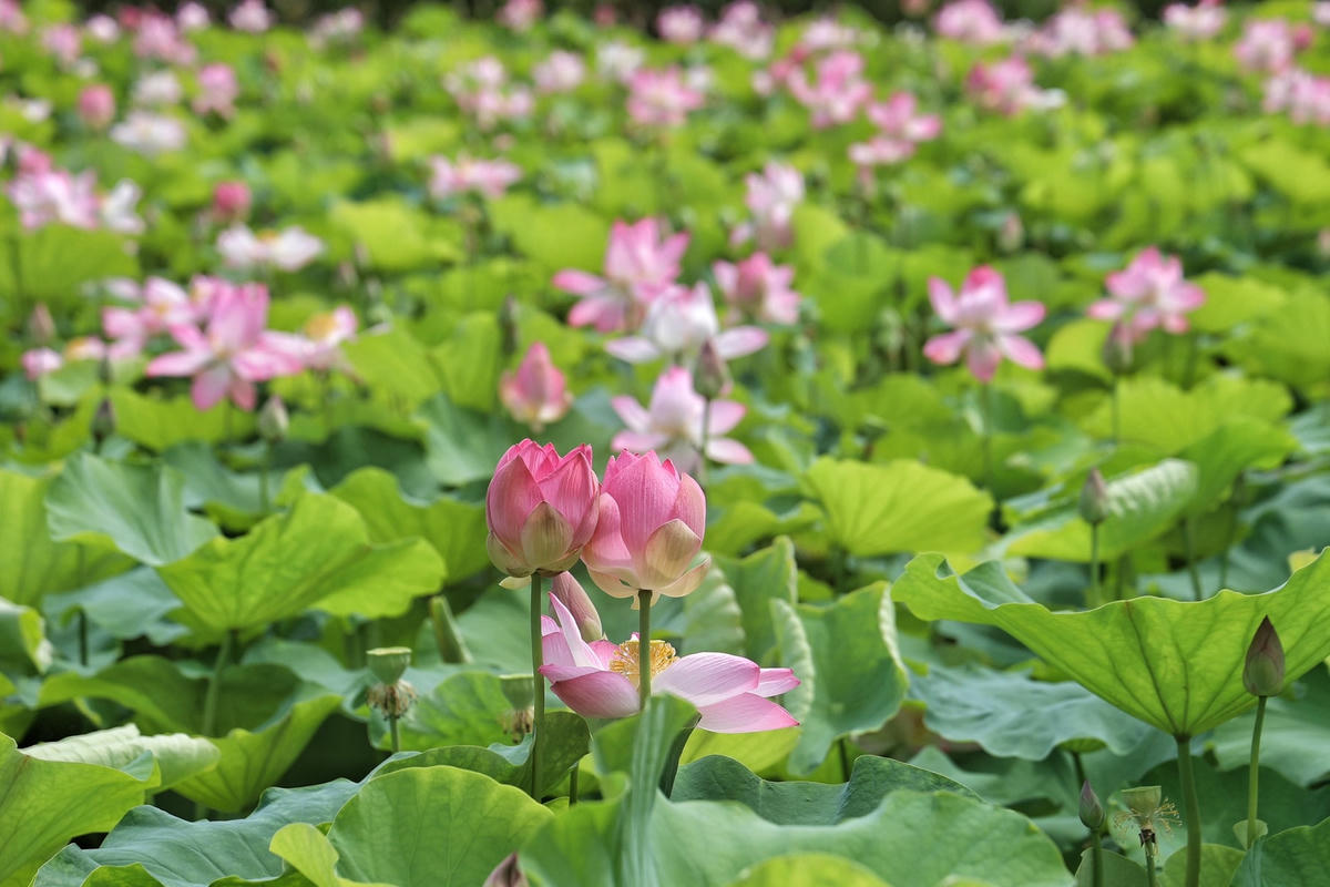 Ninh Bình: Cánh đồng sen nở rộ dưới chân núi Ngọa Long hút khách