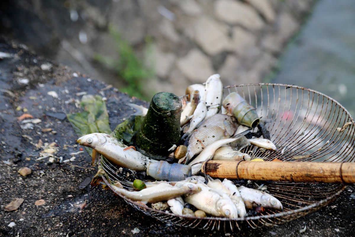 Trước sự việc trên, công nhân thuộc Công ty CP Môi trường và Công trình đô thị Hà Tĩnh đã có mặt và xử lý bằng cách vớt cá chết lên mang đi tiêu huỷ. 