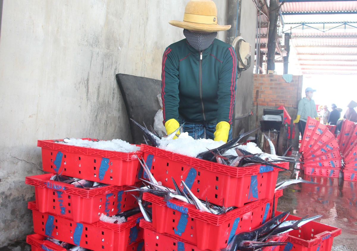 Những sọt cá chuồn tươi rói.