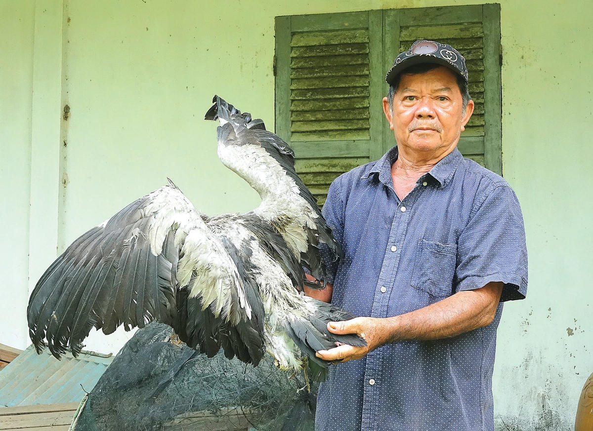 Ông Hai Chìa bên một con cò nhạn bị người săn bắt chim bắn trúng, rơi trong vườn.  