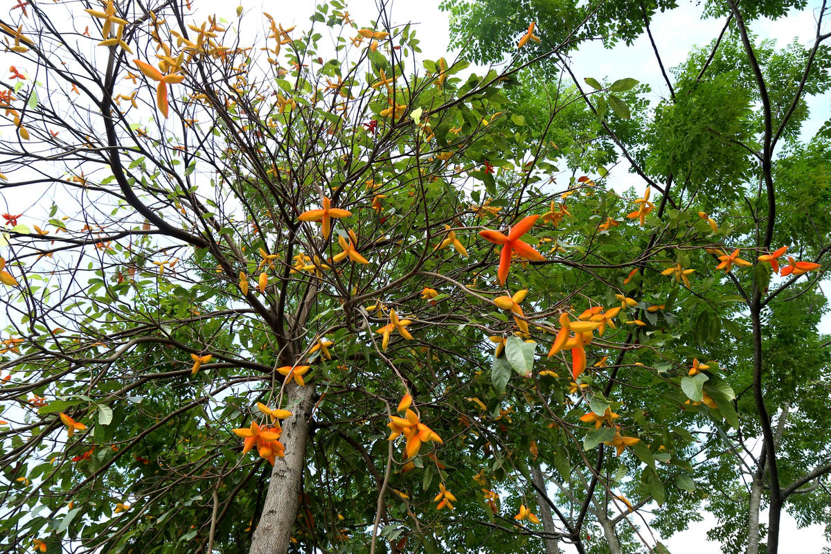 Cây sang có xuất xứ từ Lào và Campuchia, tên khoa học là Sterculia Lanceolata. Ở Việt Nam, chúng được trồng chủ yếu ở trong các khu rừng, trên các sườn đồi và vùng trung du Bắc Bộ. Tỉnh Hòa Bình với địa hình đa phần là đồi núi nên hình ảnh cây sang rất quen thuộc với người dân nơi đây.