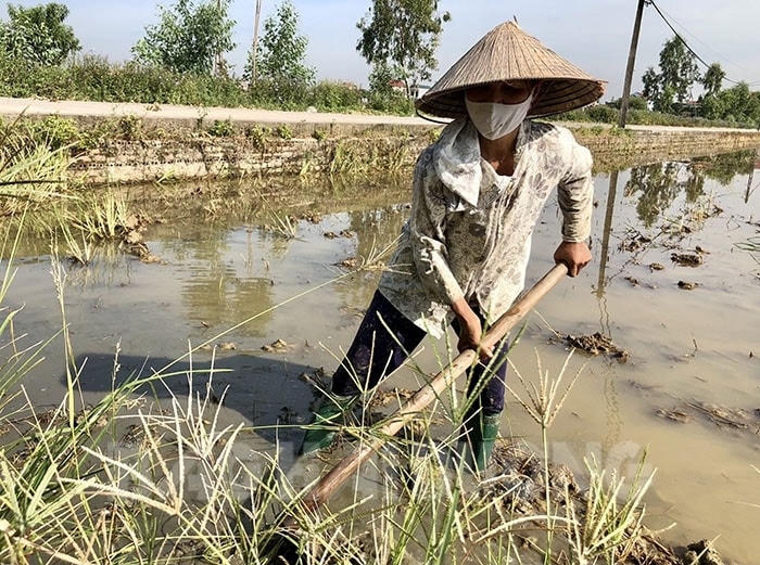 Nông dân làm việc dưới nắng nóng dễ gặp những vấn đề về sức khỏe như say nắng, say nóng...