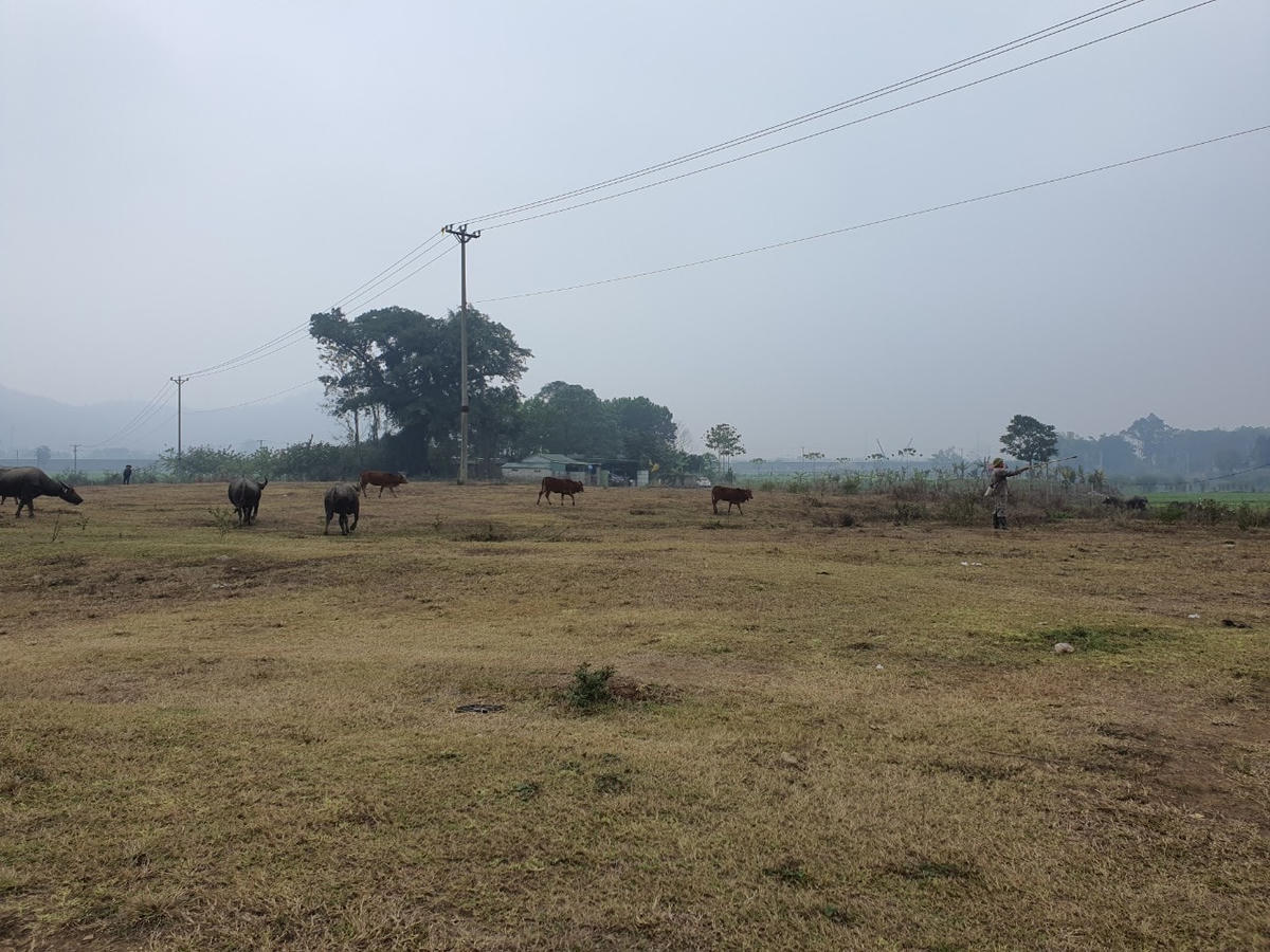 Người dân tận dụng phần đất dự án để chăn thả trâu, bò.