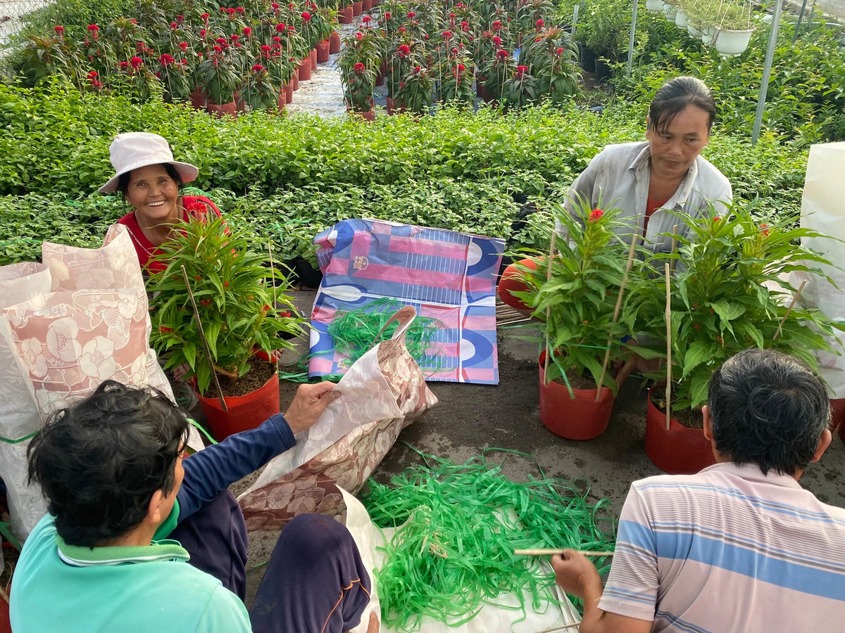 Theo ông Trần Hữu Nghị, phó Trưởng phòng Nông nghiệp và Phát triển nông thôn huyện Chợ Lách cho biết dịp tết Quý Mão có khoảng 12 triệu sản phẩm hoa kiểng được nông dân ở Chợ Lách sản xuất, tăng khoảng 30% so với năm ngoái. Ngoài việc tiêu thụ thông qua hệ thống bán lẻ, thương lái thì hiện nay, nông dân Chợ Lách còn bán hoa kiểng qua các kênh thương mại điện tử trực tiếp tới người tiêu dùng. Với khoảng cách 90km, thị trường TPHCM vẫn là nơi tiêu thụ hoa kiểng tết chủ yếu của nông dân Chợ Lách.