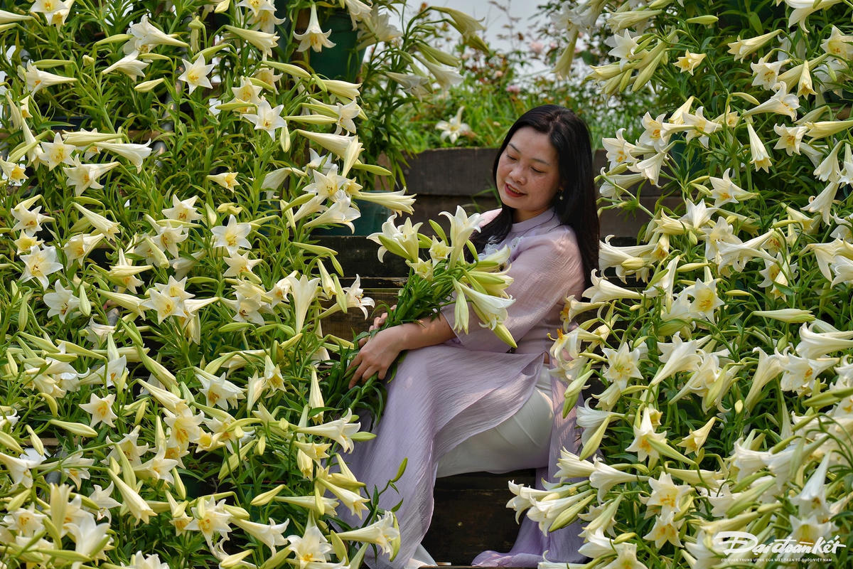 hoa_loa_ken-le-khanh20.jpg