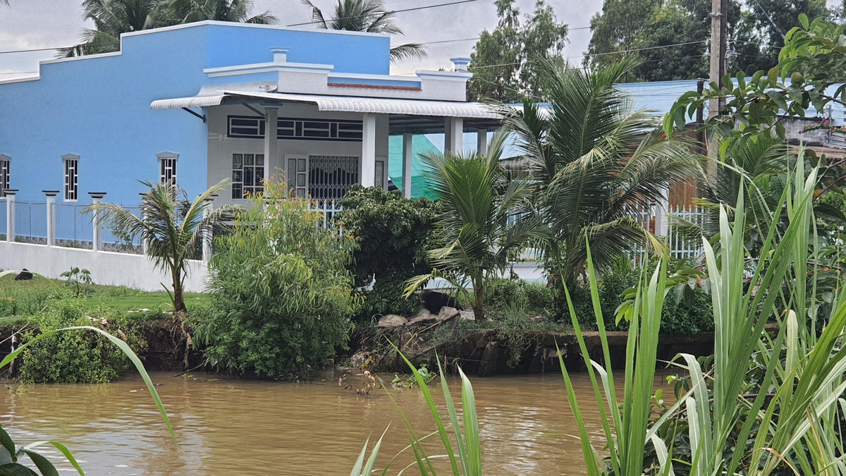 Người dân làm kè nhưng không ngăn được tình trạng sạt lở.