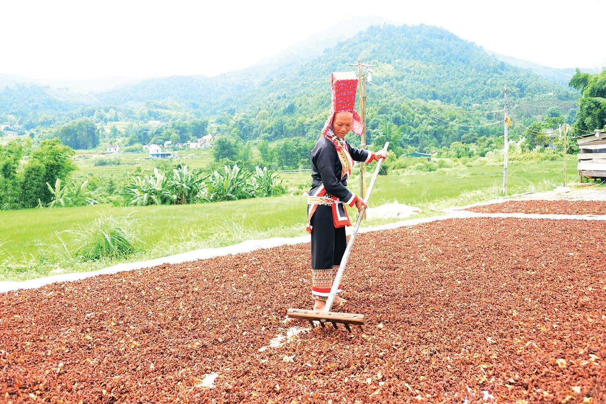 Chị Tằng Tài Múi, người dân tộc Dao ở thôn Nà Choòng, xã Hoành Mô trồng gần 3ha hồi, mỗi ha cho thu khoảng hơn 1 tấn hoa hồi mỗi năm. Chị phơi qua vài nắng rồi bán khô, giá hồi khô hiện tại khoảng 28.000 - 30.000 đồng/kg.  