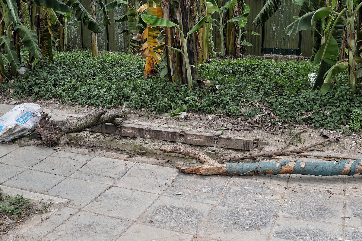 Với kích thước dài khoảng 180 cm, rộng 60 cm, sâu gần 200 cm, những hố ga không có nắp này chẳng khác gì những “cái bẫy” chực chờ.