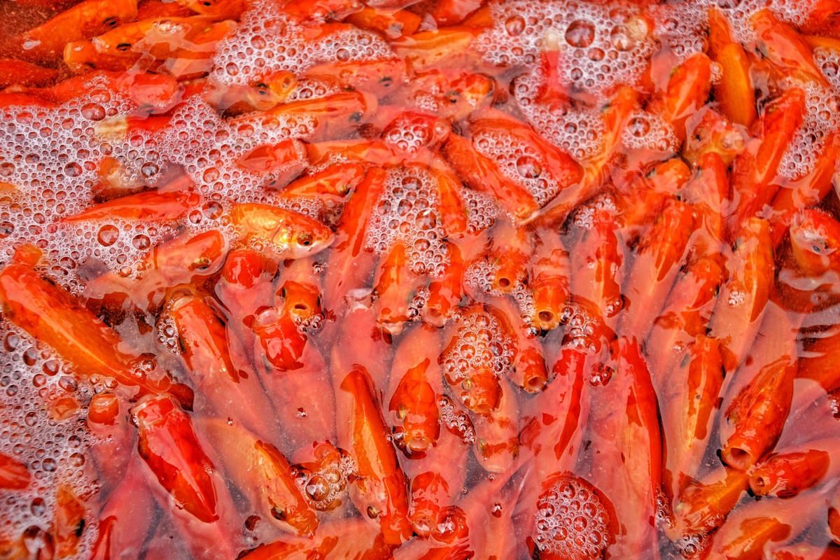 "Thông thường như các năm trước, giá cá vàng phóng sinh khoảng 300.000 đồng/kg thì năm nay chỉ dao động từ 50 - 80.000 đồng tùy vào kích cỡ của cá to hay nhỏ", một tiểu thương cho hay.