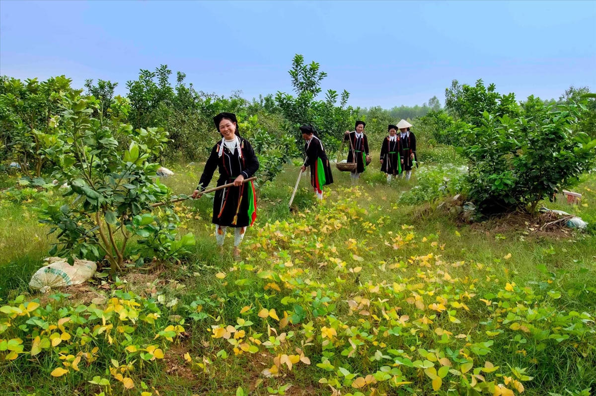 Khởi sắc vùng đồng bào dân tộc Sán Dìu ở Tam Đảo, Vĩnh Phúc. Ảnh: Trang Diệp.