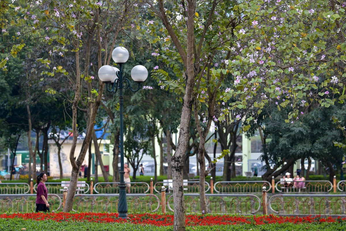 hoa_ban_cau_giay-le-khanh15-60e7716e2e178be864593680afa77059.jpg