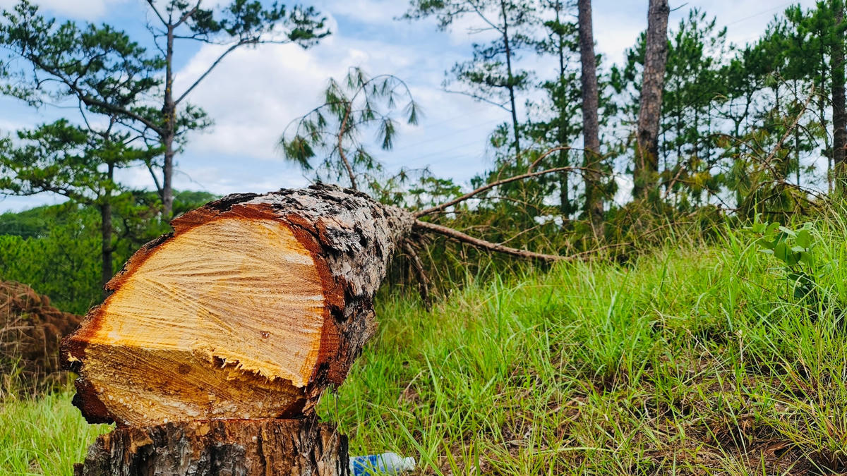 Tại hiện trường nhiều cây thông còn tươi rói, lá xanh, gốc ứa nhựa.