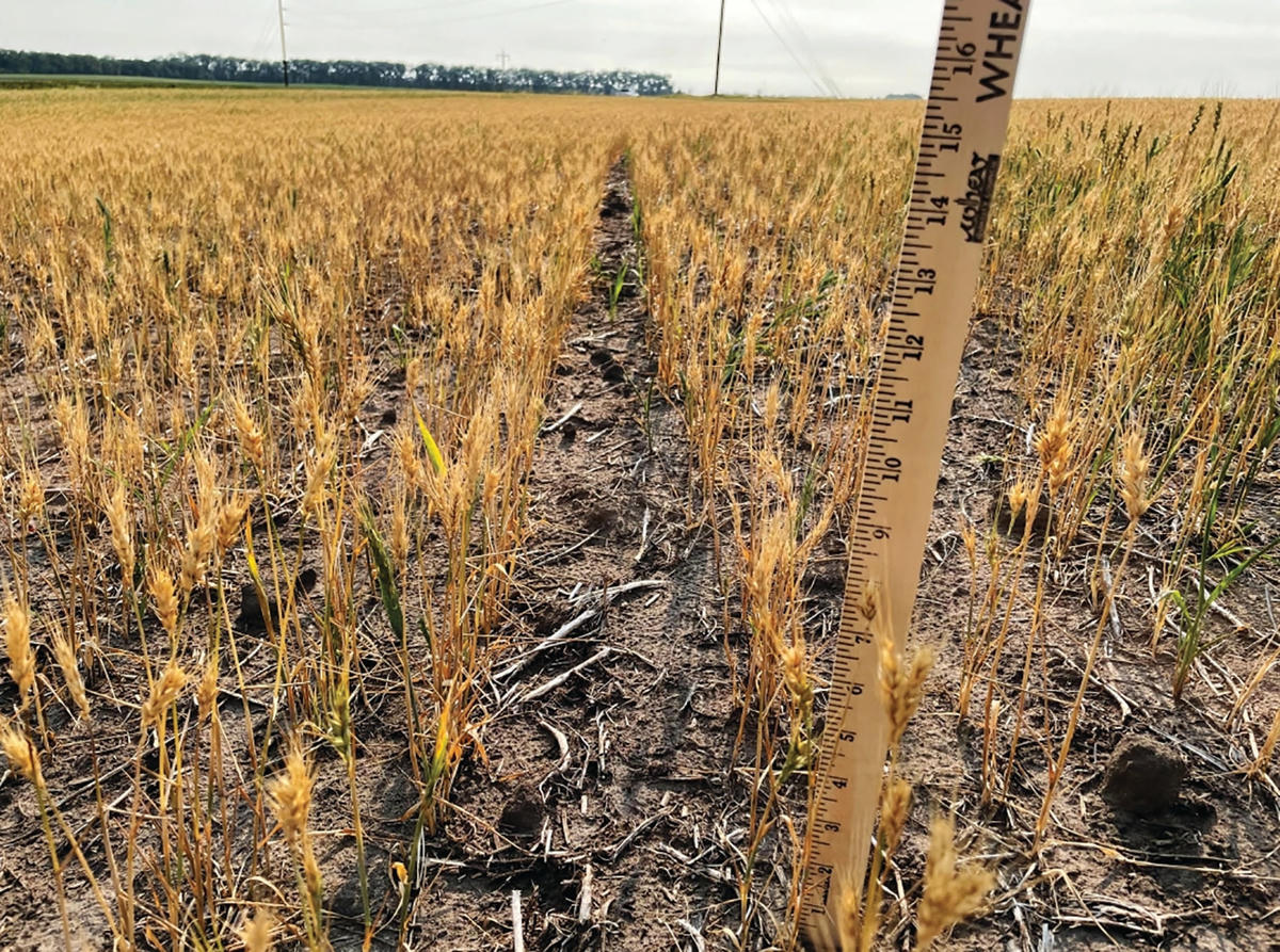 Biến đổi khí hậu khiến sản xuất nông nghiệp tại nhiều quốc gia châu Á gặp khó khăn.  