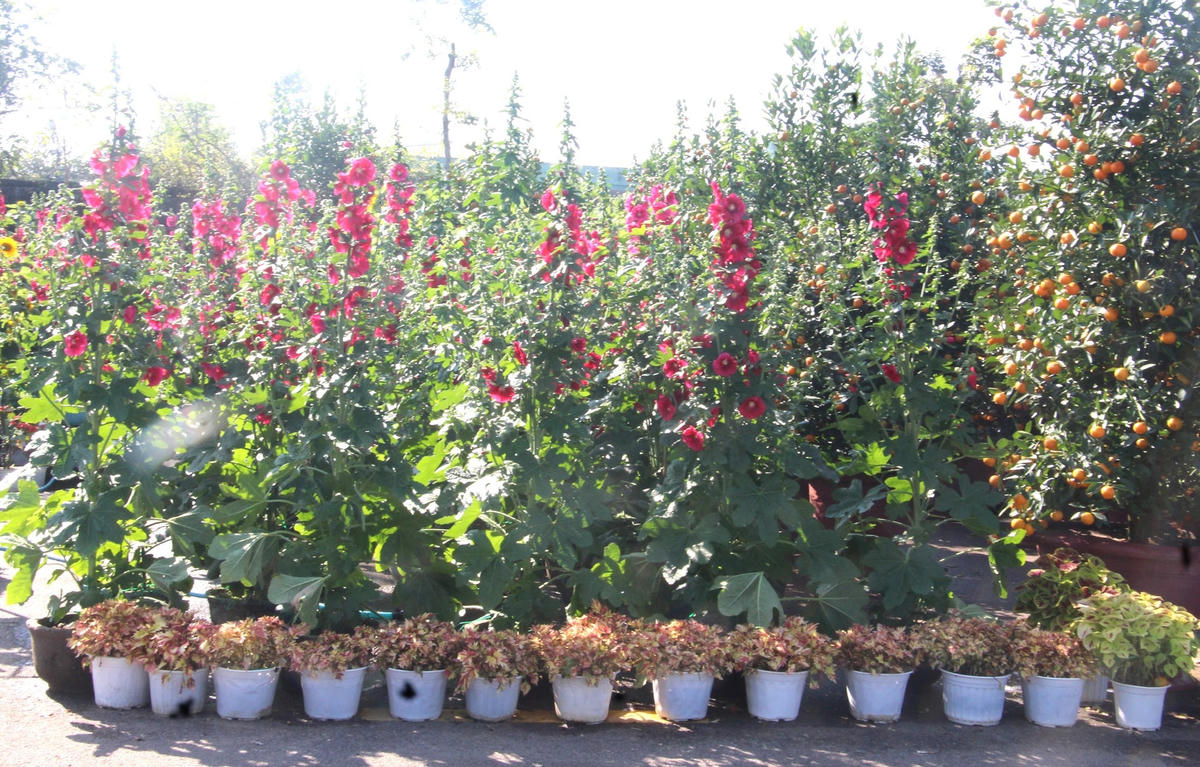 Nhiều loại hoa được trưng bày để bán phục vụ Tết nguyên đán 2023.