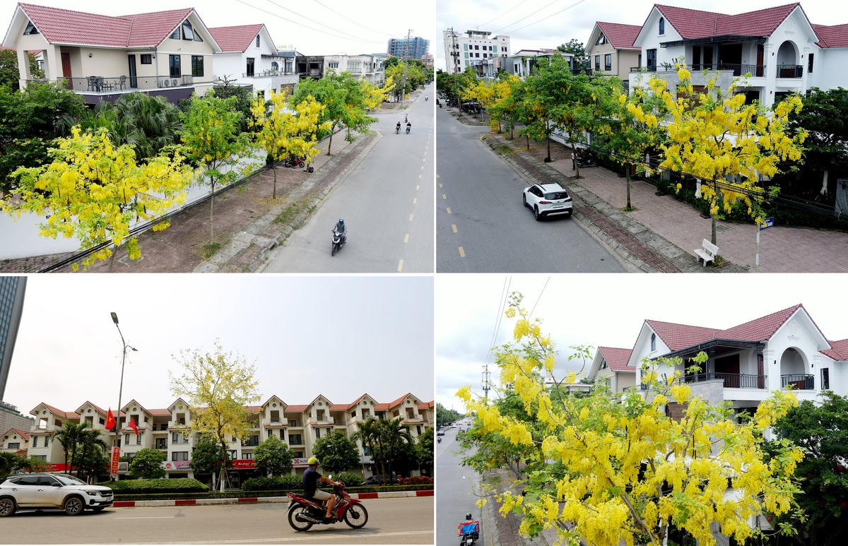 Muồng hoàng yến thuộc cây thân gỗ nên được lựa chọn trồng làm cây bóng mát, làm đẹp cảnh quan tại các đường phố, khu đô thị. Ảnh: Cẩm Kỳ