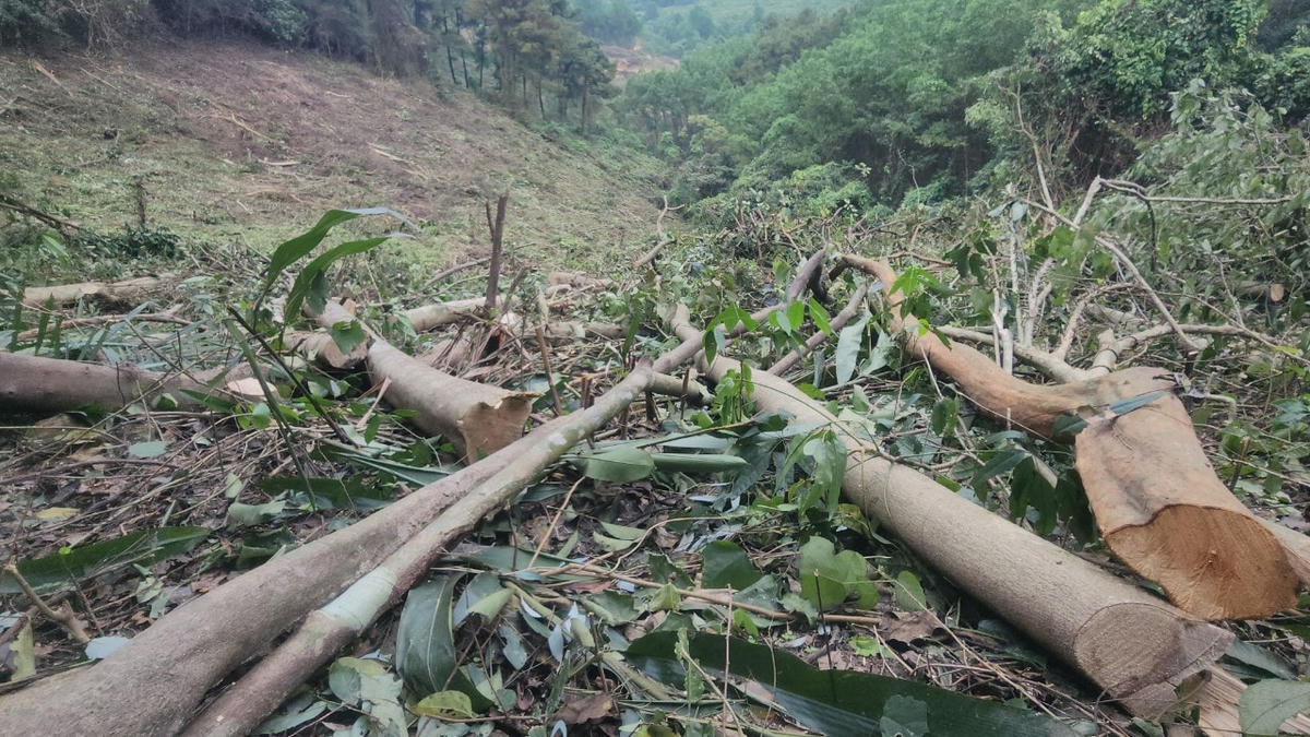 BQL khu bảo tồn thiên nhiên Kẻ Gỗ báo cáo chỉ có 0,2 ha bị chặt phá.