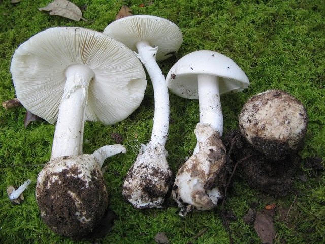 Ngộ độc nấm thường gia tăng mạnh vào mùa Xuân (Ảnh minh họa).
