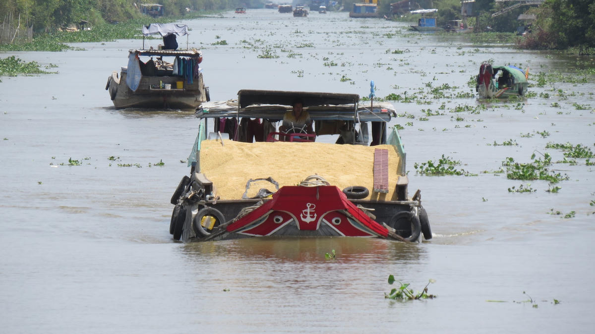 Một ghe chở lúa trên kênh sông Vàm Cỏ Tây đoạn qua huyện Mộc Hoá.  