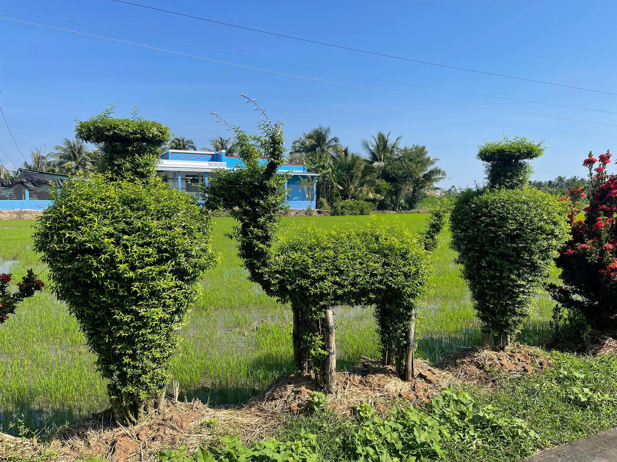 Một cặp lục bình và chú dê được tạo hình từ cây mai nụ.  