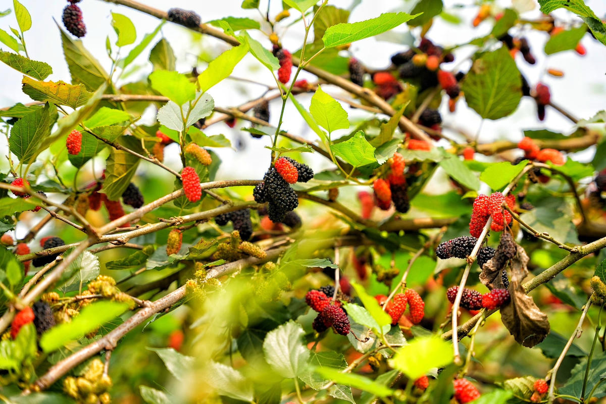 Thời điểm hiện tại, giá đổ buôn dâu tằm ở mức 15.000 - 20.000 đồng/kg, giá bán lẻ dao động 30.000 - 50.000 đồng/kg.