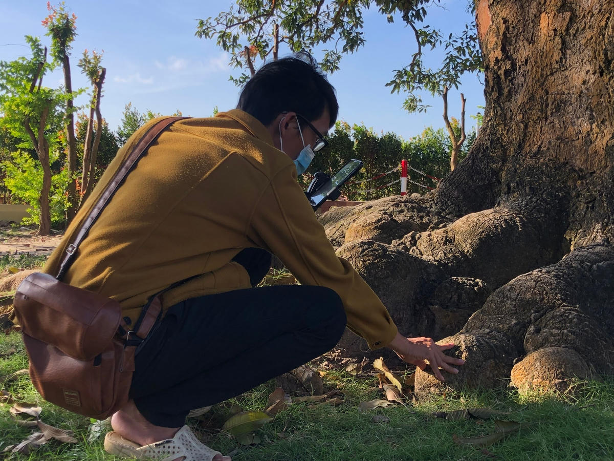 Gốc "cụ xoài' xù xì, gồ ghề, uốn lượn.