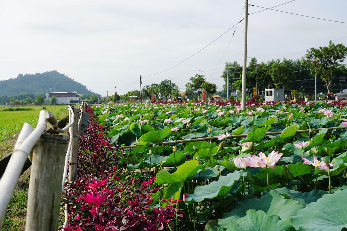 Không gian thoáng đãng, trong lành tại cánh đồng sen hồng Lang Minh phù hợp với những ai thích săn ảnh. Ảnh: Mạnh Thìn.