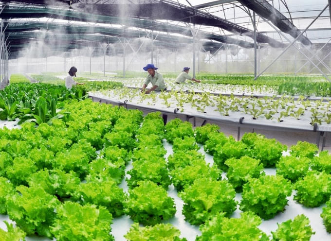 Nông nghiệp ứng dụng công nghệ cao là chìa khóa để nâng cao năng suất và nâng cao đời sống, thu nhập của nông dân.  