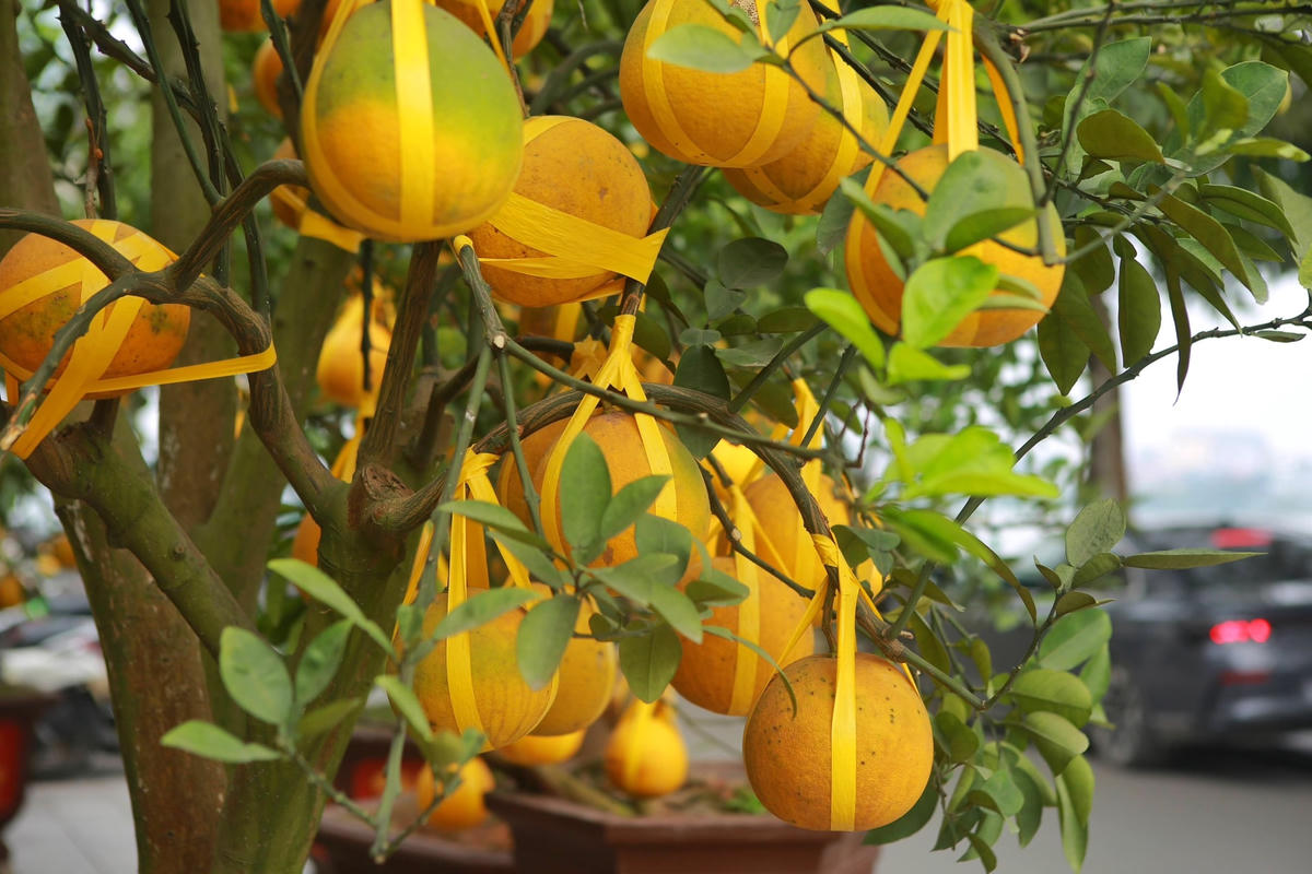 Theo ghi nhận của PV Đại Đoàn Kết Online trên đường Lạc Long Quân (Hà Nội), nhiều cây bưởi độc lạ, có giá hàng chục triệu đồng, thậm chí có cây giá hơn 100 triệu đồng đã được người dân bày bán cho khách chơi Tết.