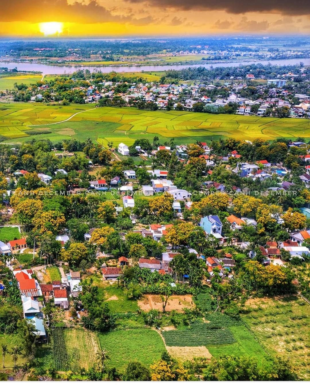 Làng Hương Trà mùa hoa sưa vàng.