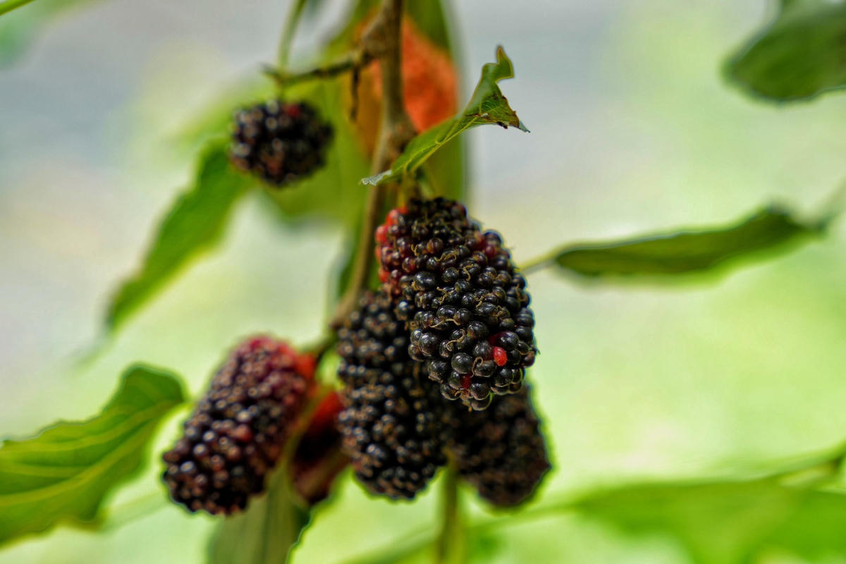 Dâu tằm tươi là loại trái cây được ưa chuộng được mua về làm mứt dâu tằm, kem dâu tằm, siro dâu tằm... 