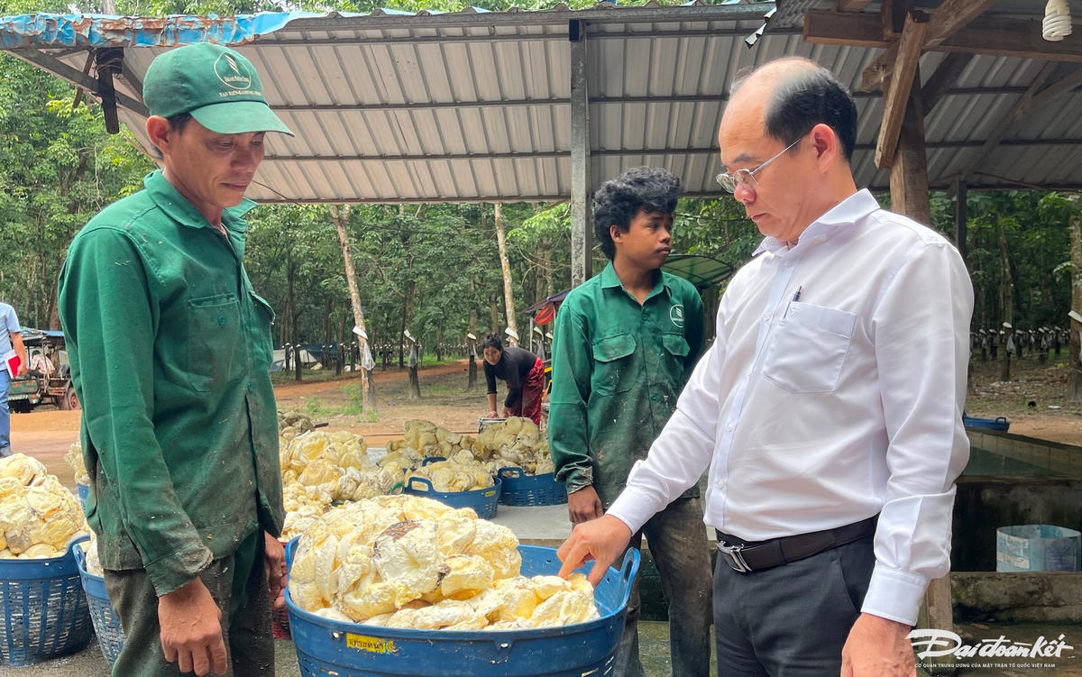 Ông Nguyễn Hoàng Thắng kiểm tra quy trình thu hoạch mủ cao su. (ảnh Đoàn Xá).