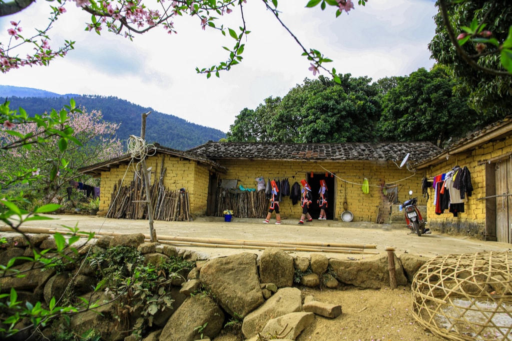 Hoa đào nở báo hiệu mùa xuân đã về trên bản làng người Dao Thanh Phán ở Bình Liêu. Ảnh: Ngọc Anh.