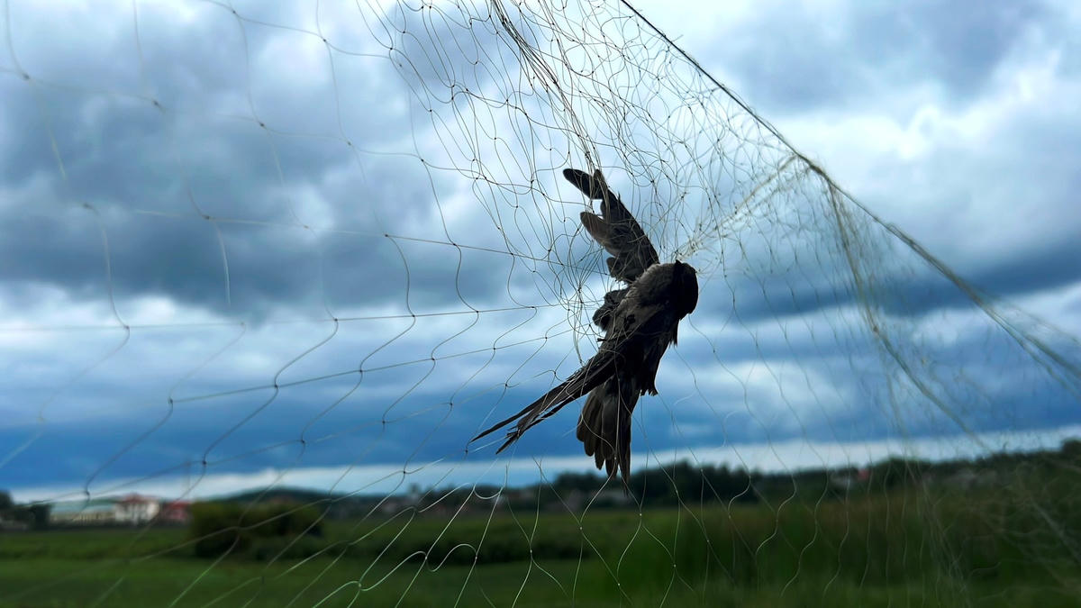 Chim én mắc lưới.