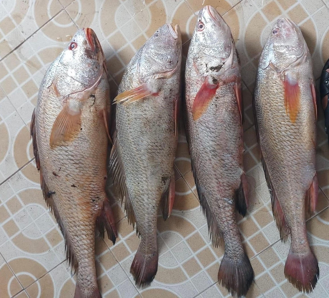 Cá sủ bạc ở thượng nguồn sông Tiền.  