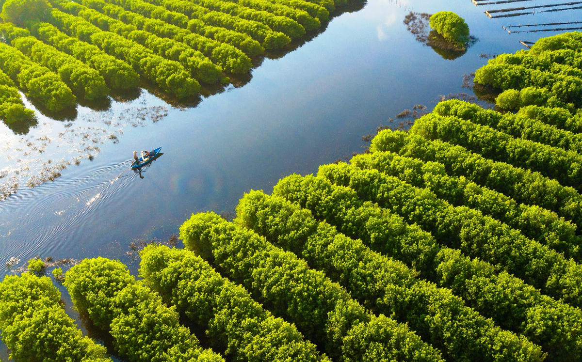 Đã có hàng triệu cây cóc trắng trồng tại ở Bàu Cá Cái