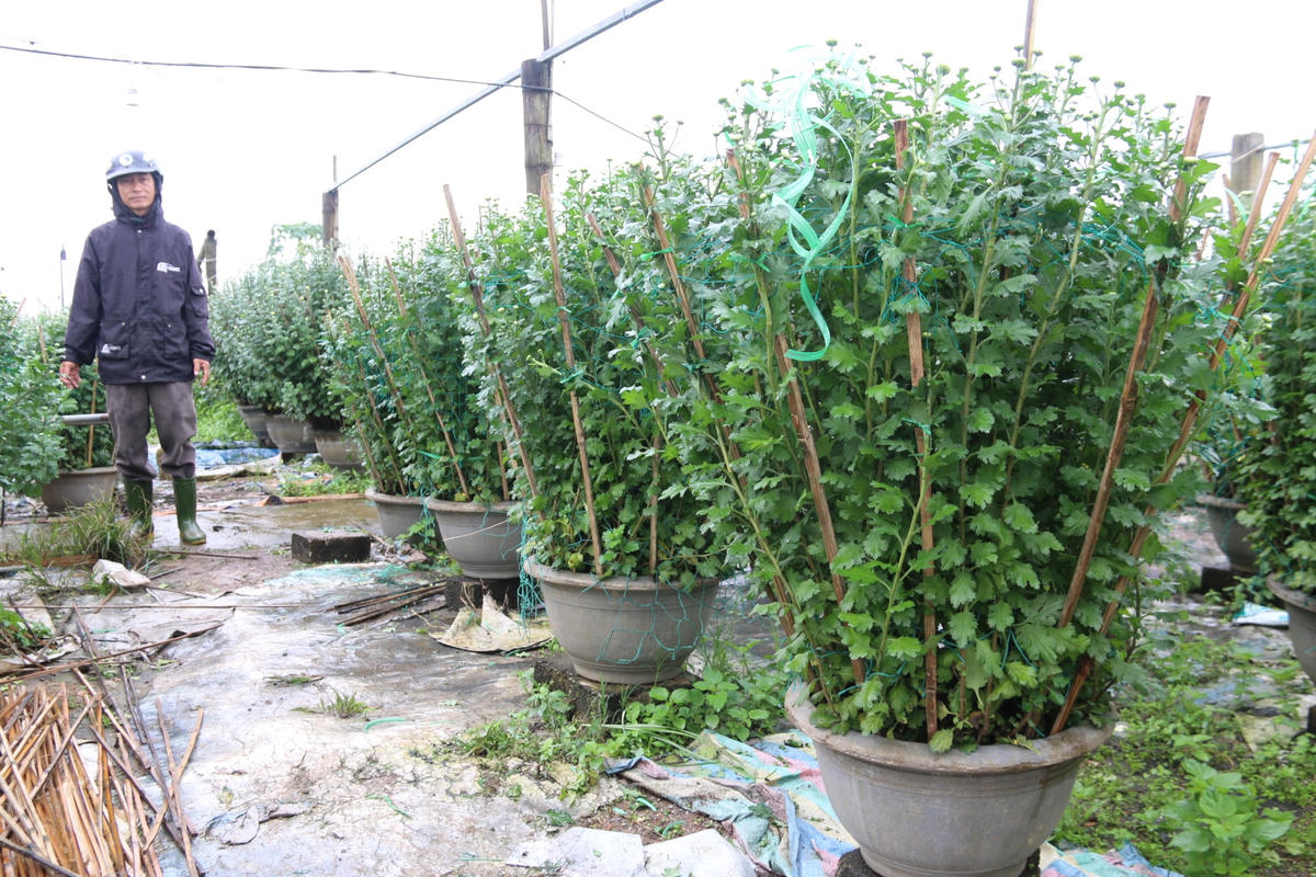 Để có những chậu hoa đẹp mắt…