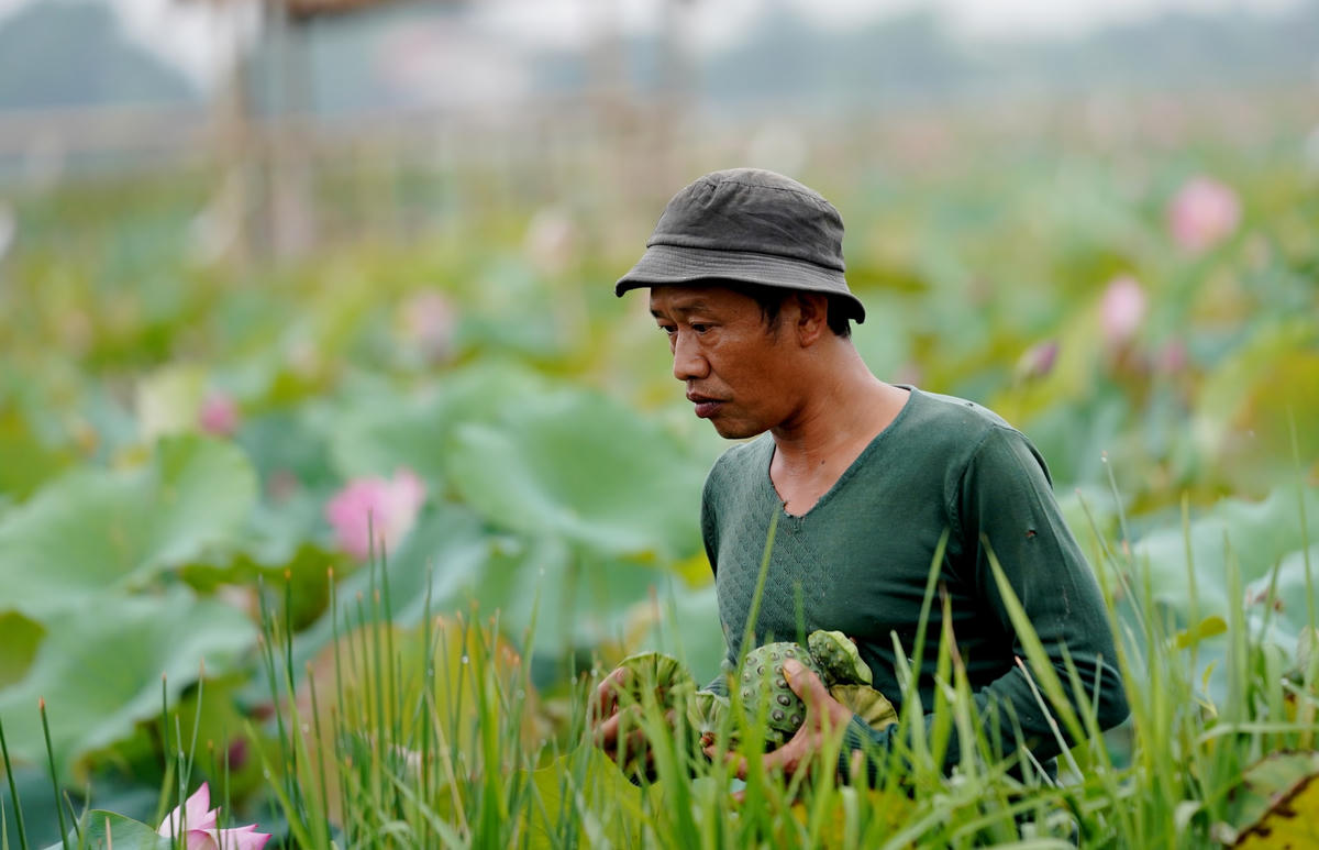 Nhiều hộ trồng sen chia sẻ, vào mùa vụ, ước tính mỗi ruộng sen (rộng khoảng 500 - 1.000m2) của một hộ sẽ cho năng suất từ 3 - 5 tạ hạt tươi, thu nhập từ 15 - 20 triệu đồng/vụ, cao gấp 2 - 3 lần so với trồng lúa..