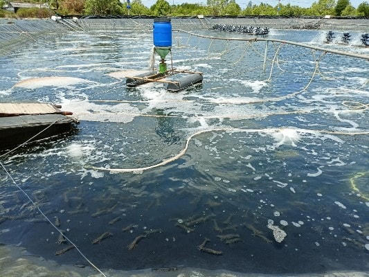 Sau 3 tháng thả nuôi, đàn tôm của anh Bình đạt trọng lượng 30 con/kg