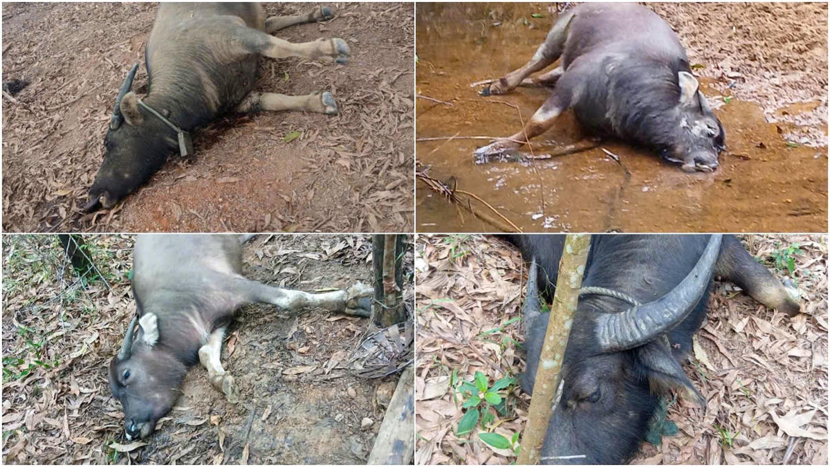 Phát hiện hàng chục con trâu chết nằm rải rác trong khu rừng ở xã Triệu Ái. Ảnh: LHCC.