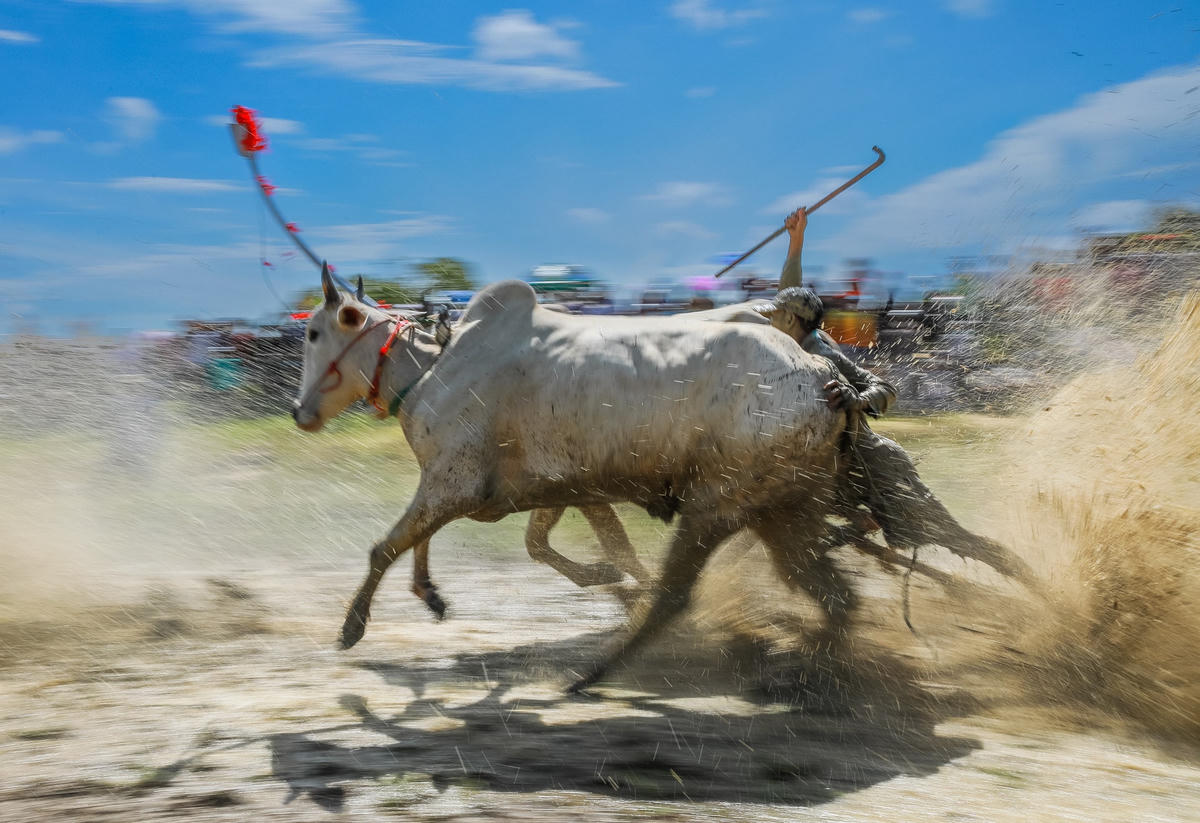 Ở vòng “thả”, khi đến điểm xuất phát, người điều khiển dùng roi quất vào mông bò để bò bắt đầu vận hết sức lực chạy đua nước rút để băng về đích, lúc này bò có thể chạy đến 80 - 90 km/giờ nên rất quyết liệt và hấp dẫn.  