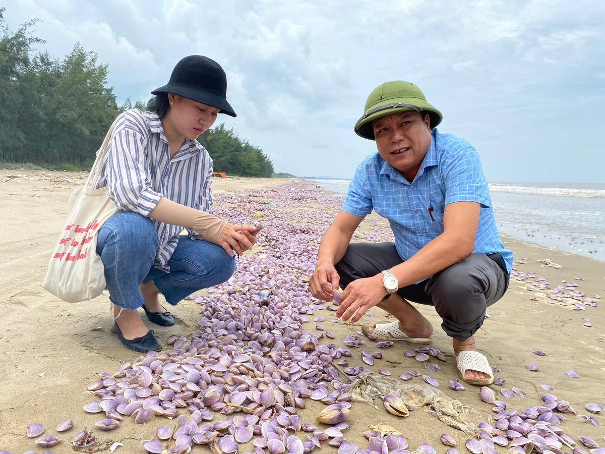 Trong sáng nay, ông Lê Bá Hải, Chủ tịch UBND phường Hải Lĩnh đã cùng cán bộ thị xã Nghi Sơn đi thực địa để tìm hiểu nguyên nhân khiến ngao chết trên bãi biển.