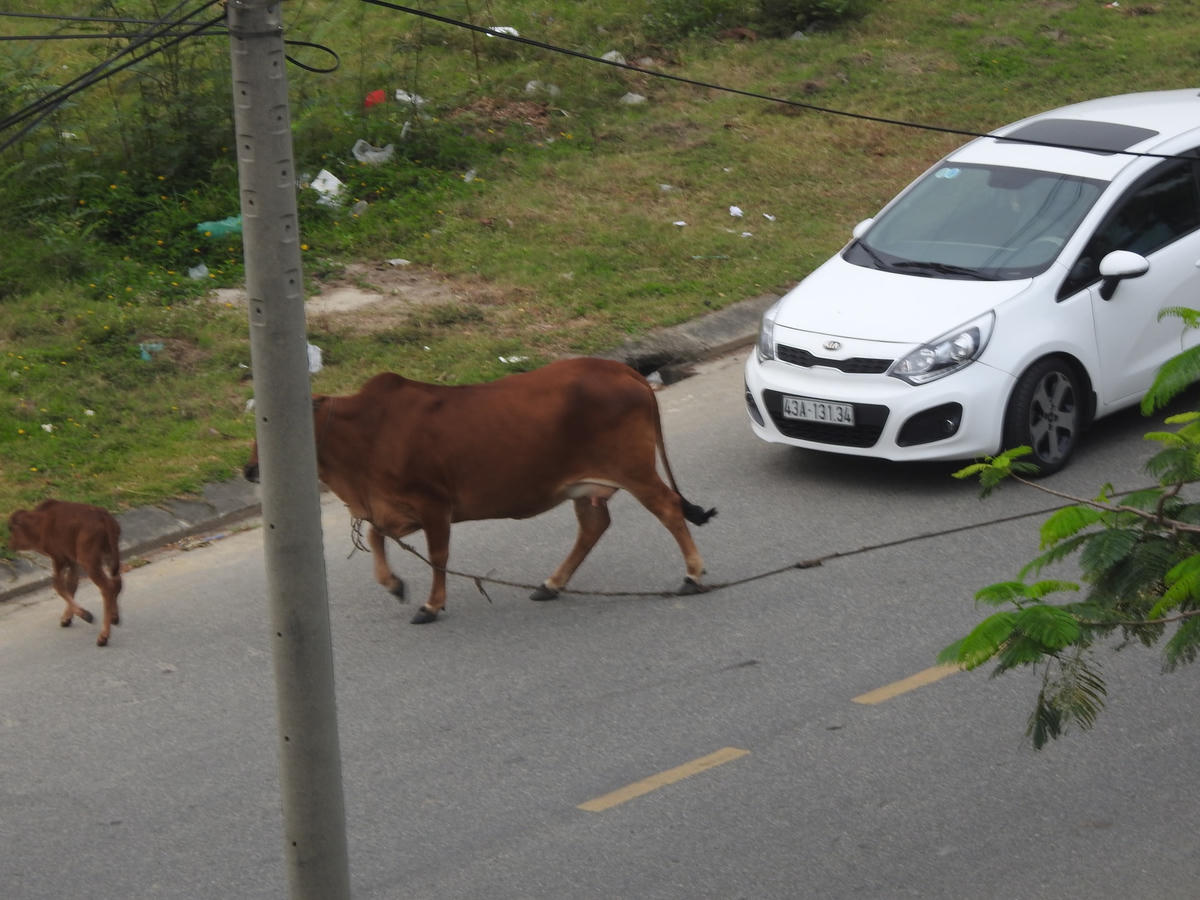 Đà Nẵng: Bò thả rông nghênh ngang trên đường phố, 'khủng bố' khu dân cư 