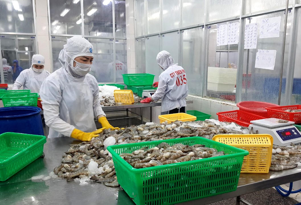 Chuẩn bị tôm xuất khẩu.