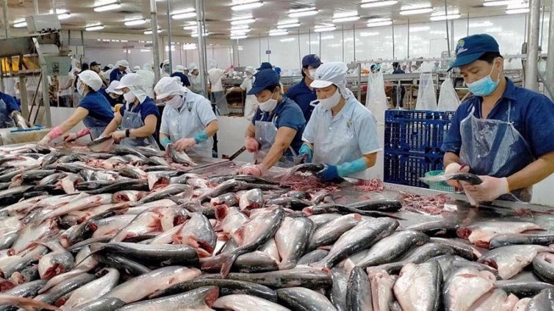 Cá tra, mặt hàng thủy sản xuất khẩu chủ lực.