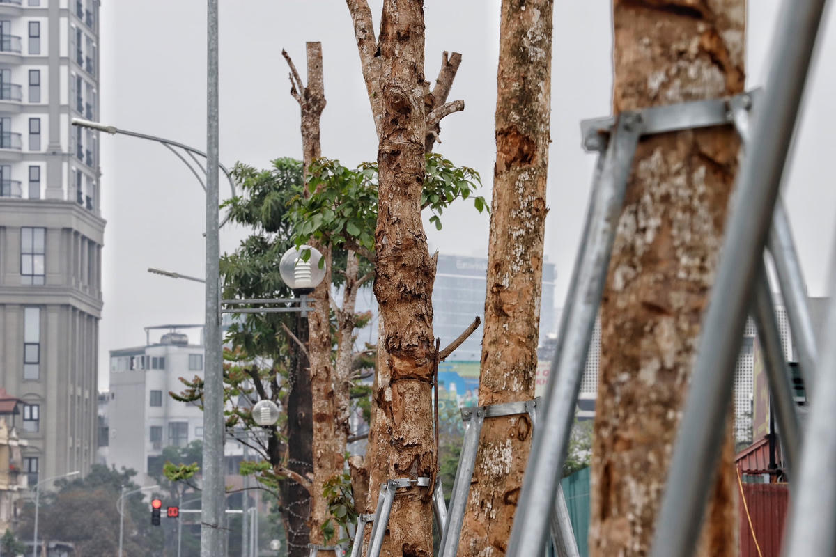 Rất ít cây đang nảy mầm và có dấu hiệu của sự sống.
