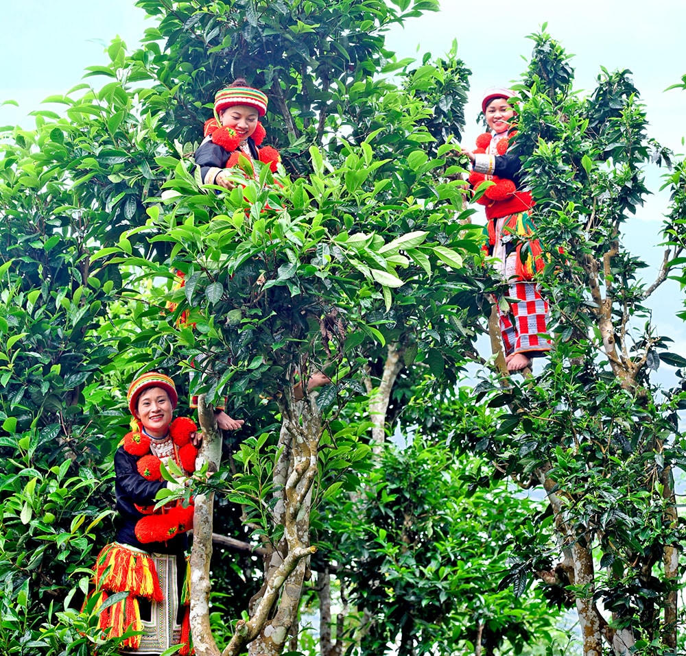 Chè Shan tuyết Na Hang được thu hái từ những cây chè cổ thụ vài trăm năm tuổi, nước chè xanh, hương thơm đậm đà, là một trong những loại trà danh tiếng được nhiều du khách trong và ngoài nước tìm mua.