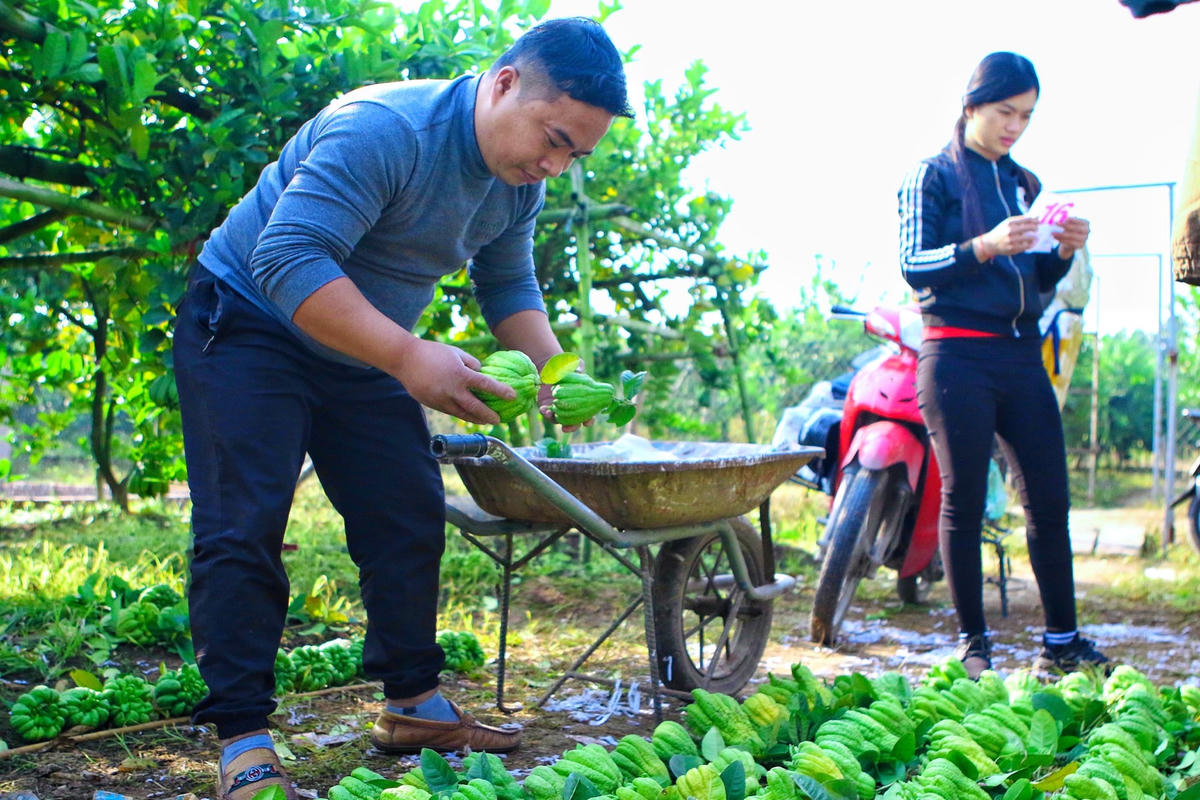  Trung bình một ngày thu hoạch tại vườn nhà của ông Sinh khoảng gần 1.000 quả, song những ngày cận Tết thì từ 5.000 - 7.000 quả, thậm chí có những năm thu hoạch hàng vạn quả. Nhờ đó mà kinh tế gia đình cũng đã dần ổn định, ấm no.