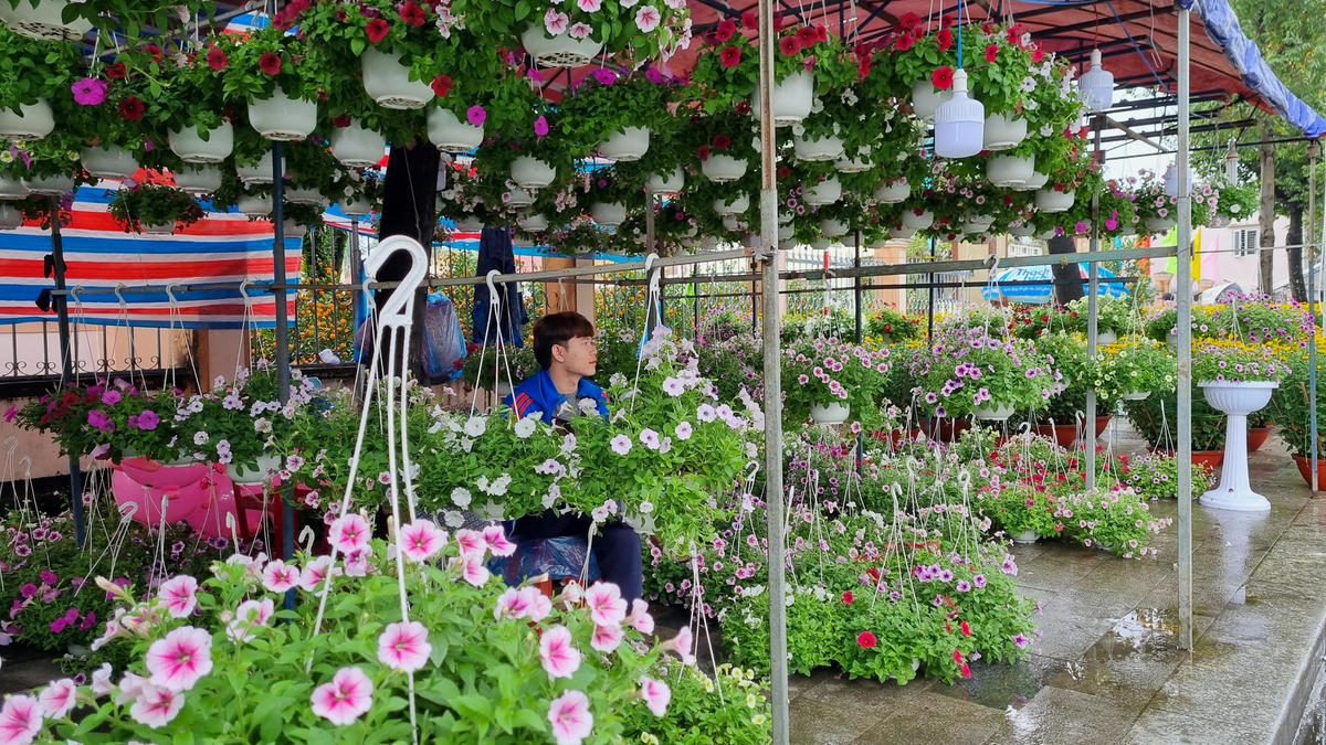 Các chậu hoa giấy đầy màu sắc rực rỡ.
