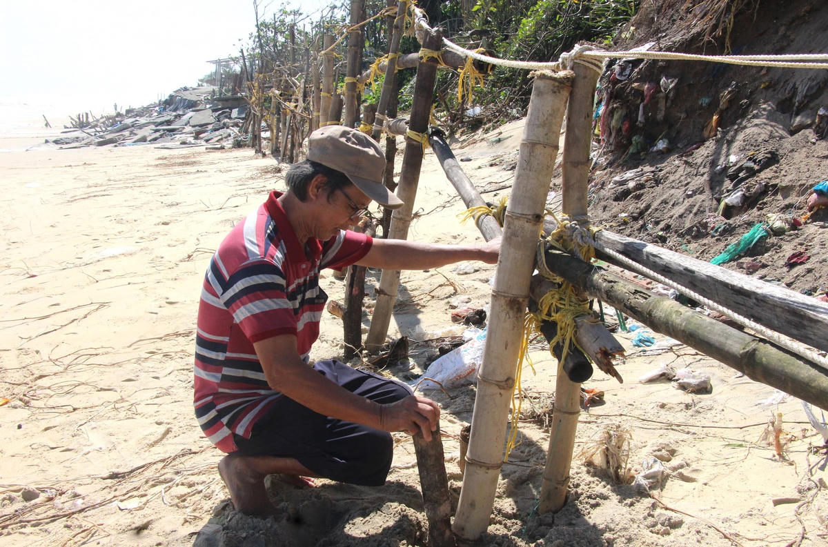Ông Ngô Văn Truyền đang đóng cọc tre chống sạt lở biển.